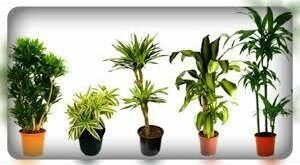 Названы три самых ядовитых комнатных растения