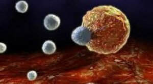 Исследование: иммунные клетки «совещаются» между собой, прежде чем реагировать на угрозу