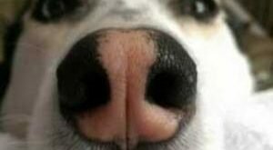 Разгадана загадка холодных носов у собак
