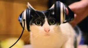 Американские ученые выяснили, какая музыка снижает стресс у кошек